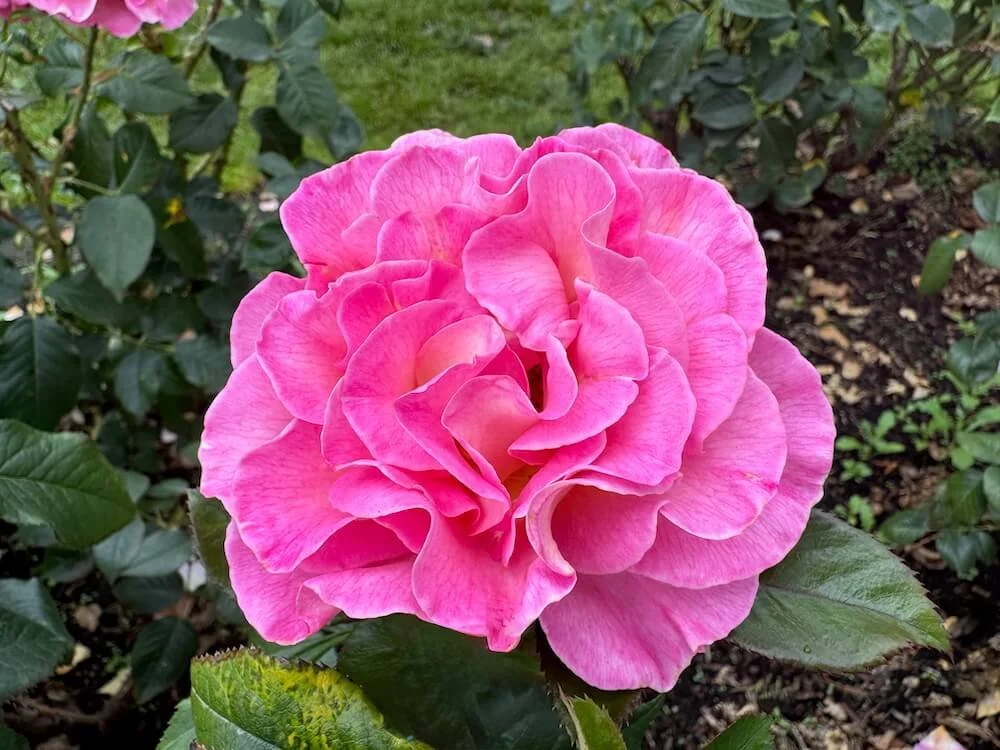 Rosa 'Betty Prior' (Betty Prior Floribunda Rose) — Northwest Blooms